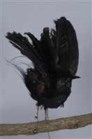 藏品(麗色裙風鳥)的圖片